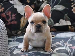 The french bulldogis a popular and adorable pet in the united states, having a cute appearance. French Bulldog Boston Terrier Mix Puppies For Sale Mn