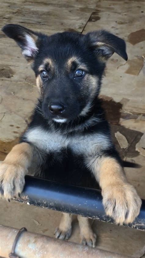 Pure bred puppies for sale from registered breeders located in australia and new zealand. German Shepherd Puppies For Sale | Alabama Shores Road, AL ...