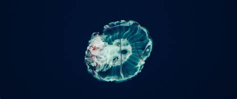 2560x1080 Resolution Jellyfish Underwater World Tentacles 2560x1080