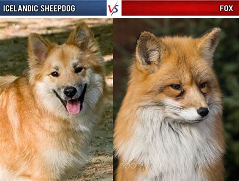 Rare Dog Breeds That Look Like Foxes