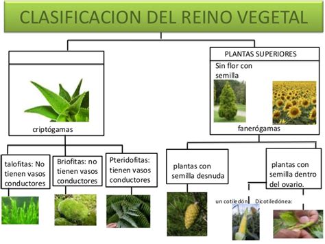 Clasificación natural del reino vegetal