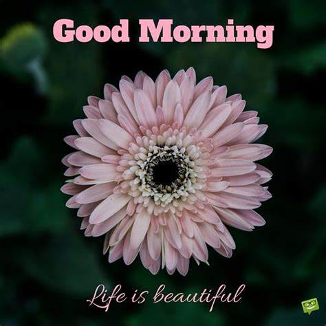 Good Morning Life Is Beautiful Quote Pictures Photos And
