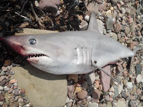 Dead Shark Covered In Blood Discovered Washed Up On Scottish Beach By