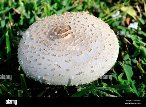 White Mushroom Agaricus Campestris In Wild Stock Photo Royalty Free