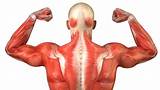 The term muscle is omitted from muscle names (except when a muscle is an origin or insertion), and the term bone is omitted from bone names. What are the muscles of the lower body? | Parts of the ...
