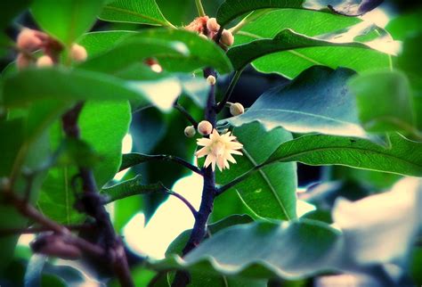 Most fragrant flowers in the world. Bokul ful | One of the most fragrant flower in Bangladesh ...