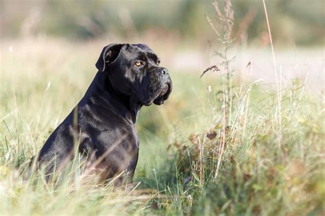 Cane Corso Dog Breed History Personality Training And What To Feed