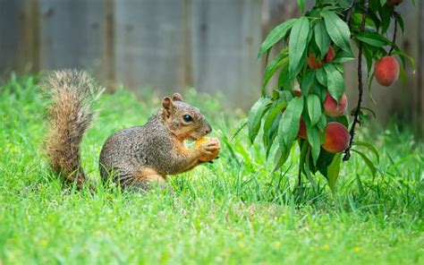Squirrel Eating Peach Fruit In The Garden Stock Photo Image Of Garden