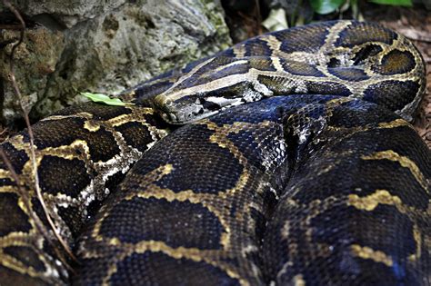A 14 Foot Burmese Python Is On The Loose In Indiana After Escaping From