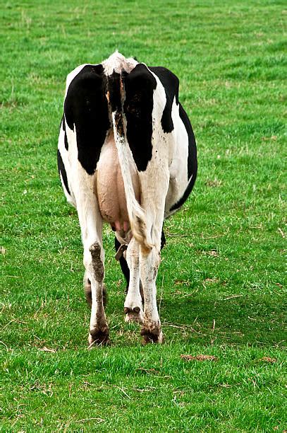 Best Cow Tail Stock Photos Pictures And Royalty Free Images Istock