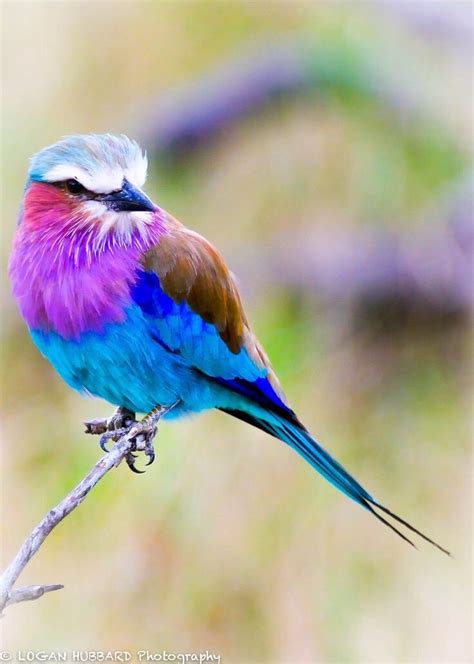 Youre So Pretty Beautiful Birds Colorful Birds Pretty Birds
