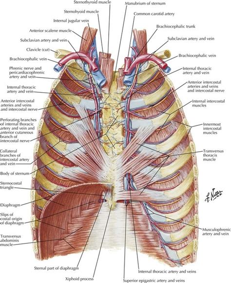 The Thorax Anatomy Anatomy Drawing Diagram Images And Photos Finder