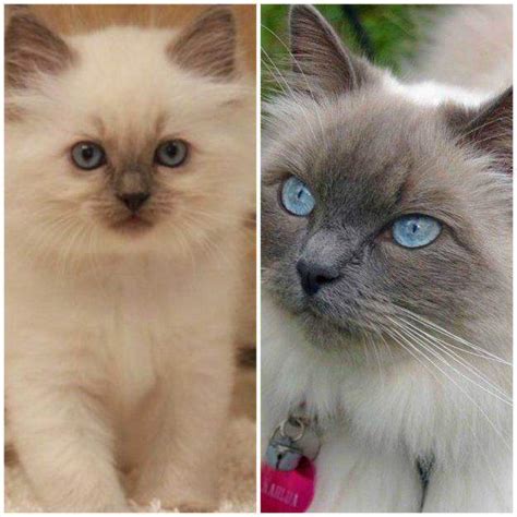 Ragdoll Color Progression The Chemistry Of Ragdoll Colors Changes