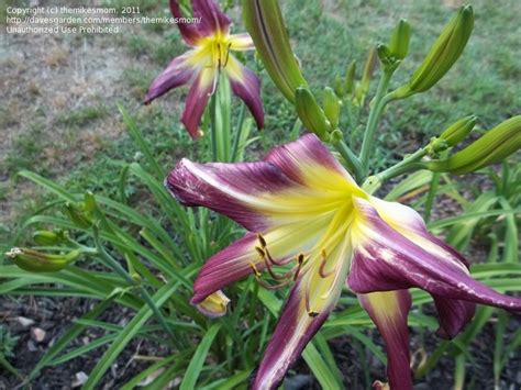 Plantfiles Pictures Daylily Purple Many Faces Hemerocallis By