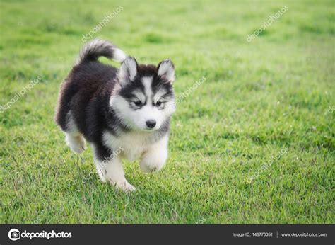 Cute White Husky Puppy