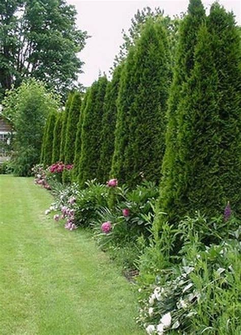 36 Wonderful Ideas To Make Fence With Evergreen Plants Landscaping