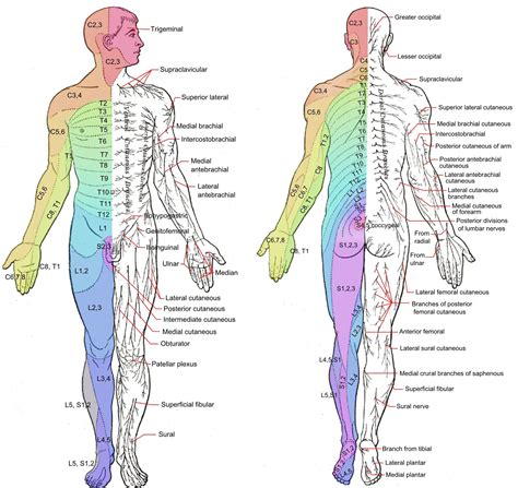 Dermatomal Basic Anatomy And Physiology Nervous System Anatomy