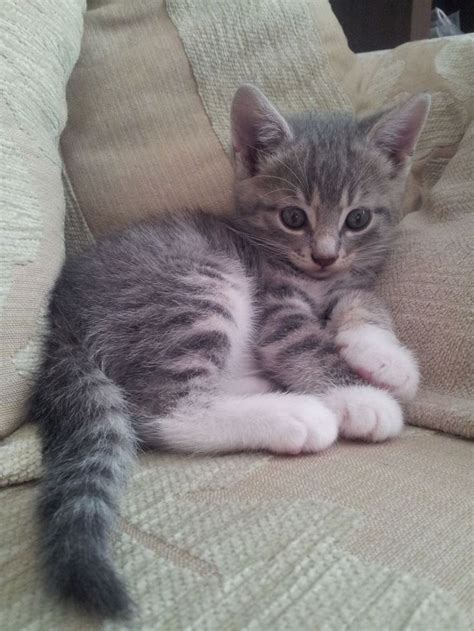 $2,500 toybob boy for sale. Grey and White Kitten for Sale | Derby, Derbyshire ...