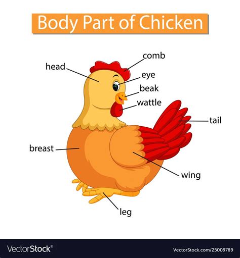 Diagram Showing Body Part Chicken Royalty Free Vector Image Learning