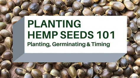 Planting Hemp Seeds 101 Germinating Planting And Timing Hunger
