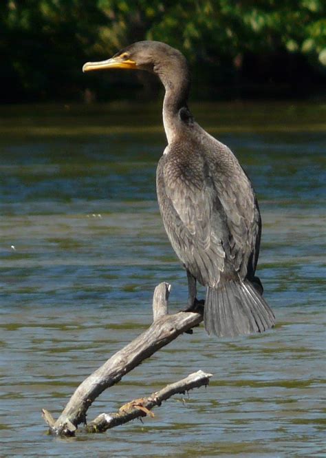 Double Crested Cormorant New Jersey Bird Photos