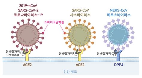 전 세계 신종 코로나바이러스 감염증(코로. 코로나19 과학 리포트_Vol.2 코로나바이러스-19의 구조적 특징과 ...