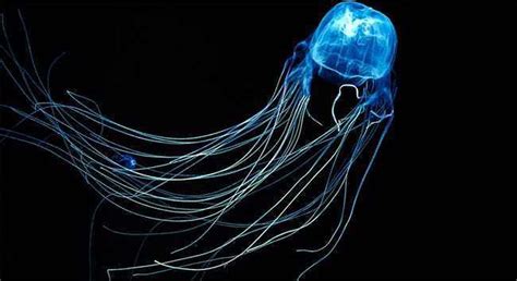 Box Jellyfish The Out Door Wear