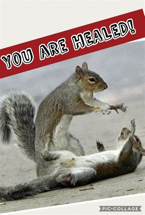 You Are Healed Squirrel Funny Squirrel Pictures Funny Animal Memes