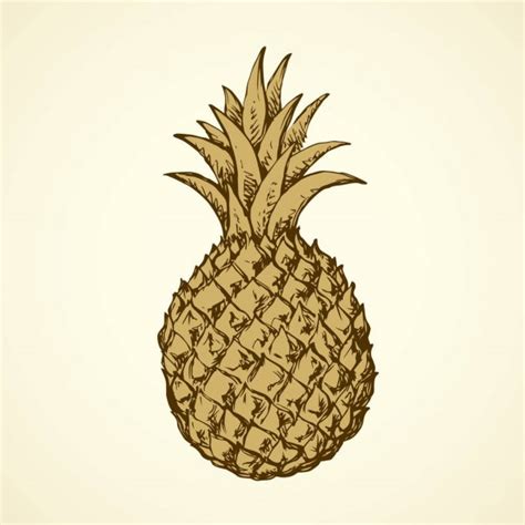 Pineapple Vector Drawing — Stock Vector © Marinka 344725070