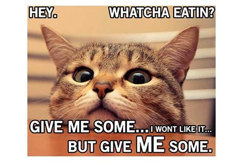 27 Of The Funniest Food Memes In 2020 Cat Memes Clean Funniest Cat
