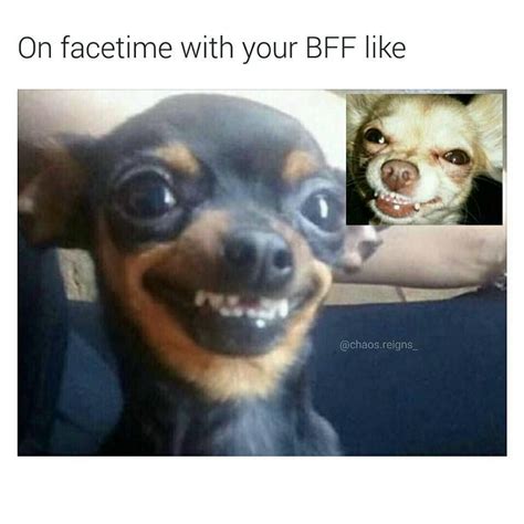 43 Funny Dog Facetime Meme