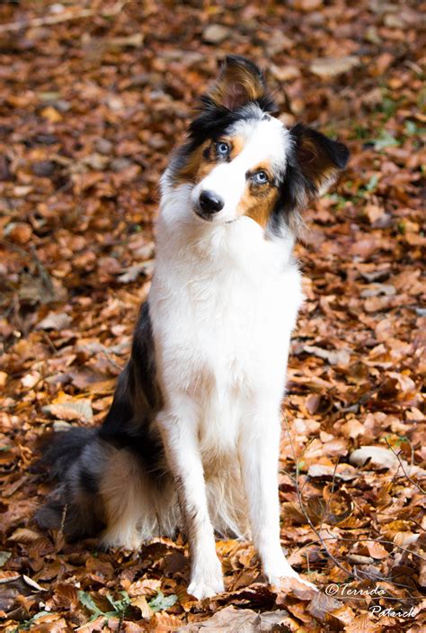 79 Australian Shepherd Border Collie Springer Spaniel Mix L2sanpiero