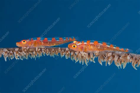 Pair Of Whip Coral Goby Stock Image C0319541 Science Photo Library