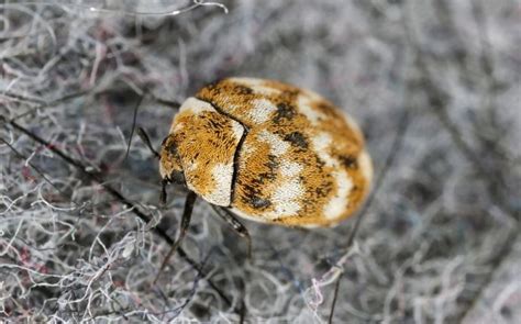 Do Carpet Beetles Bite Heres Everything You Need To Know