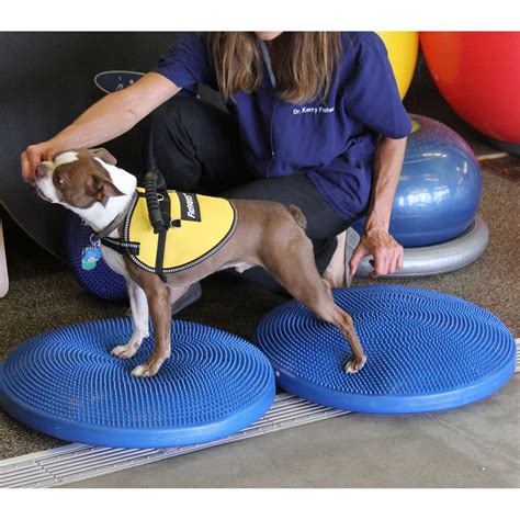 Dog Exercise Equipment How It Works And When To Use It The Dog