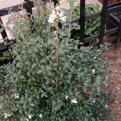 Osmanthus X Burkwoodii Burkwood Osmanthus In Gardentags Plant Encyclopedia