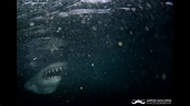 Shark at La Jolla Cove - YouTube