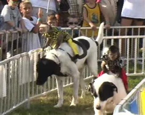 Monkeys Riding Dogs Cruel Not Cute