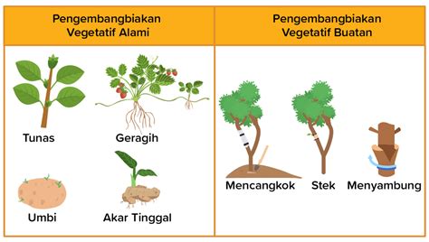 Contoh Mudah Perkembangbiakan Vegetatif Alami Dan V Vrogue Co