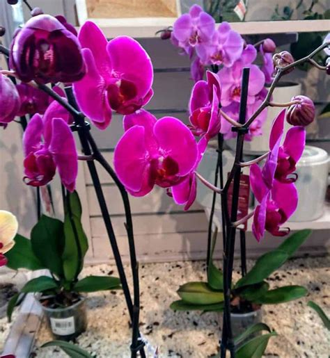 Choosing The Best Pots For Growing Orchids With Examples Gardener Report