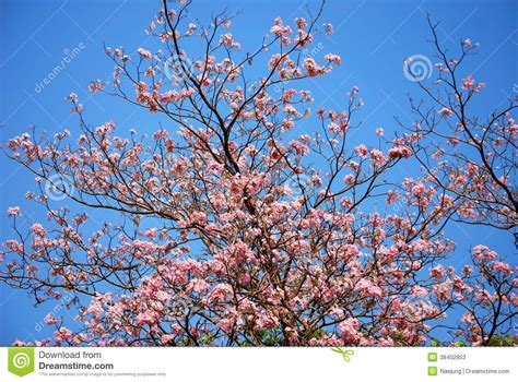 Blooming Of Tabebuia Stock Image Image Of Park Green
