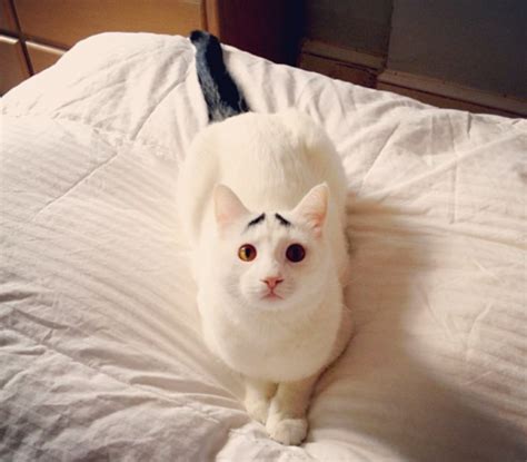 19 Unusual Cat Markings In Photos Happy Nationalcatday