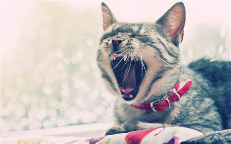 Cat Yawning Wallpapers Wallpaper Cave