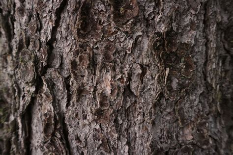 Supplied by Mother Nature: the Best Tree Bark-Based Beauty Products ...