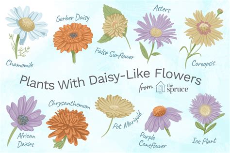 Some of the technologies we use are necessary for critical functions like security and site integrity, account authentication, security and privacy preferences, internal site usage and. 13 Plants With Daisy-Like Flowers