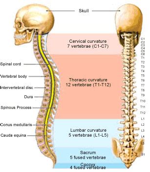 These bones are arranged into two major divisions: Mastering Biology: Sistem Gerak - Grade 11