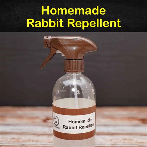 10 Easy To Follow Rabbit Repellent Solutions