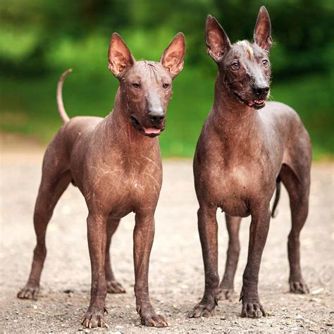 Animal Planet On Twitter Its The Xoloitzcuintli Or Xolo For Short
