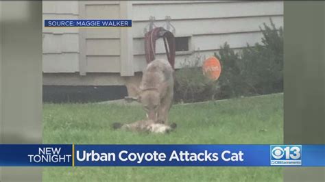 How Do Coyotes Attack Cats