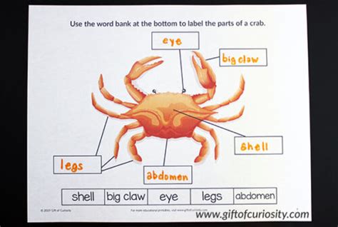 Label The Parts Of The Ocean Animals T Of Curiosity